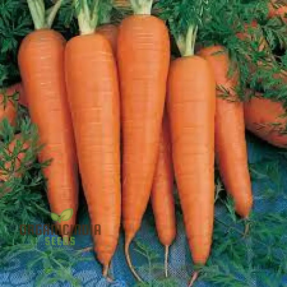 Danvers Carrot Seeds For Planting - Premium Heirloom Variety For Bountiful Gardens | Shop Organic