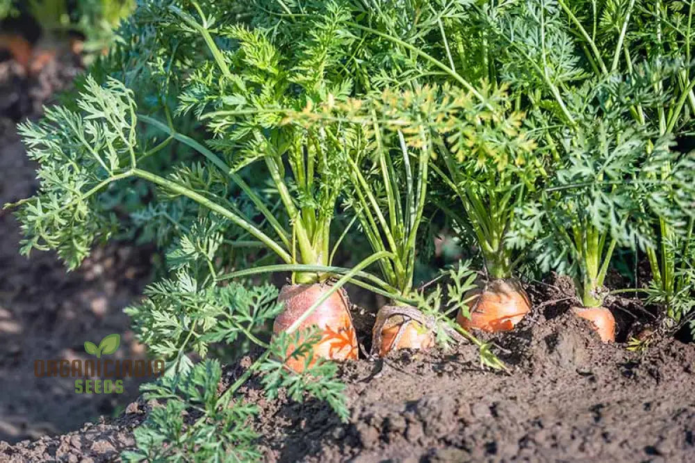 Danvers Carrot Seeds For Planting - Premium Heirloom Variety For Bountiful Gardens | Shop Organic