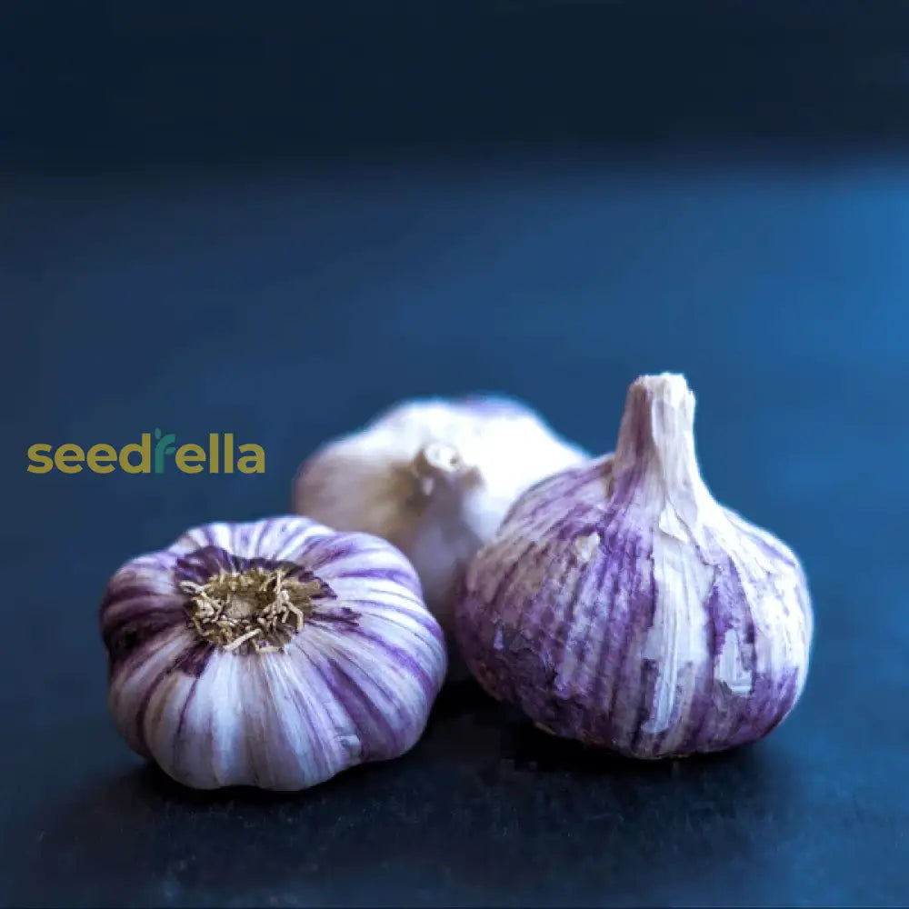 Dark Blue Garlic Seeds For Planting Vegetable Seeds