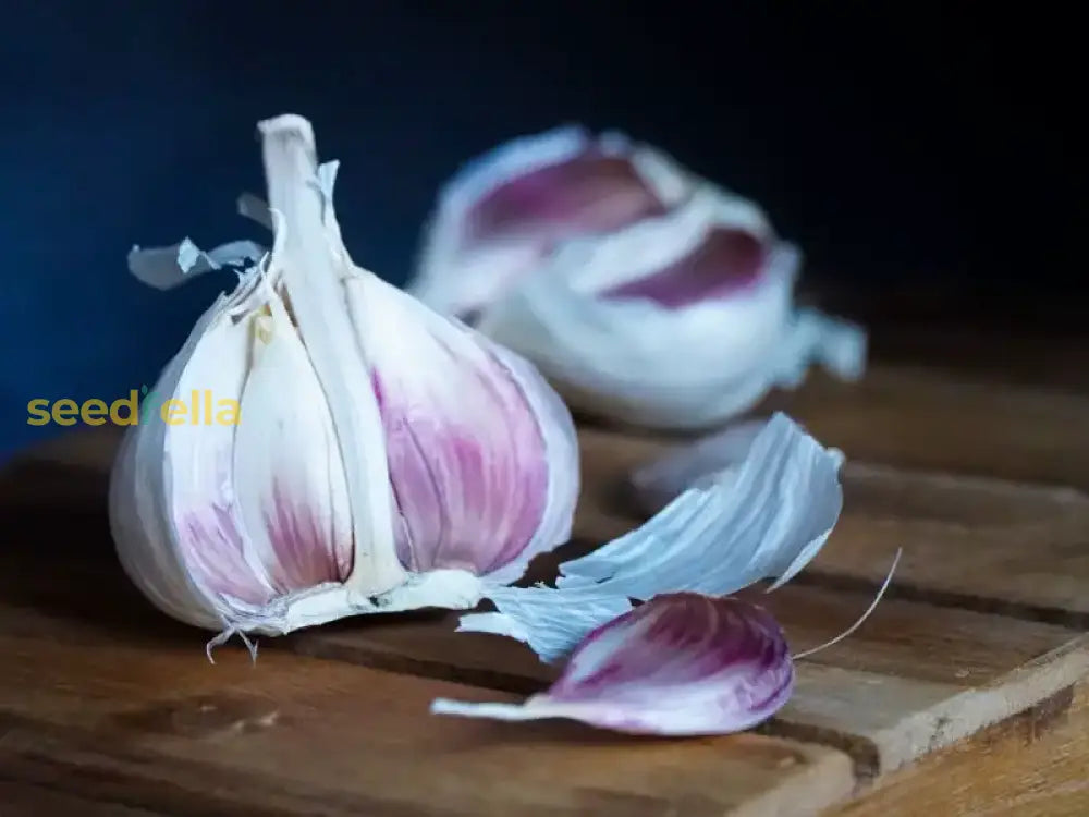 Dark Blue Garlic Seeds For Planting Vegetable Seeds