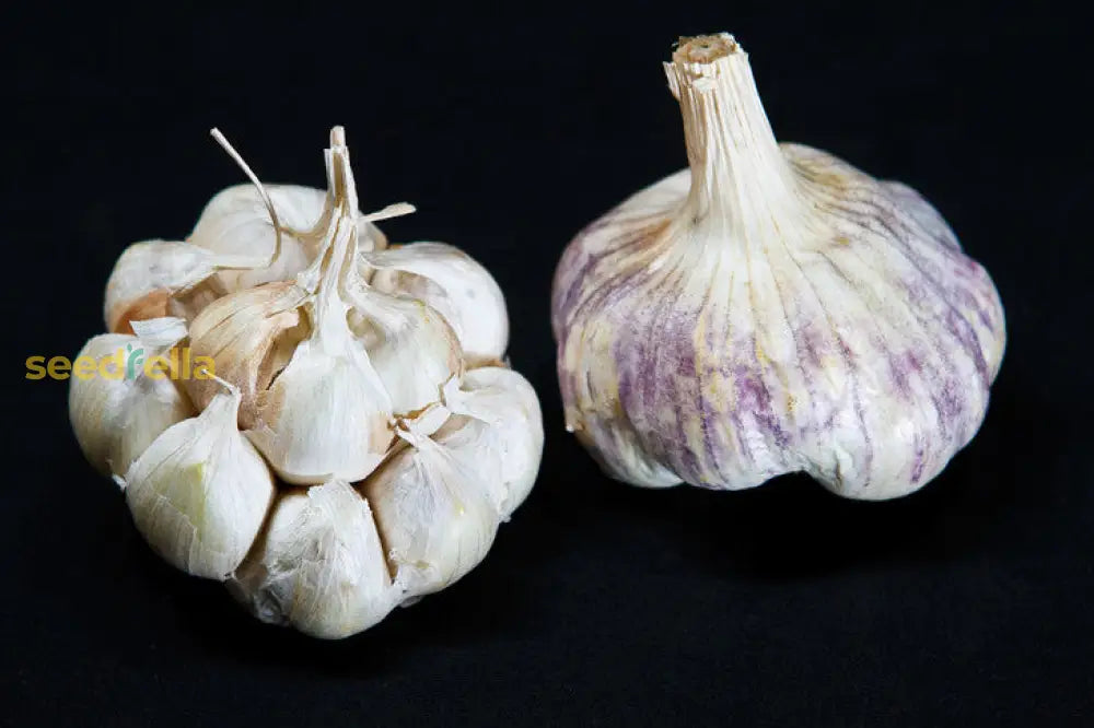 Dark Blue Garlic Seeds For Planting Vegetable Seeds