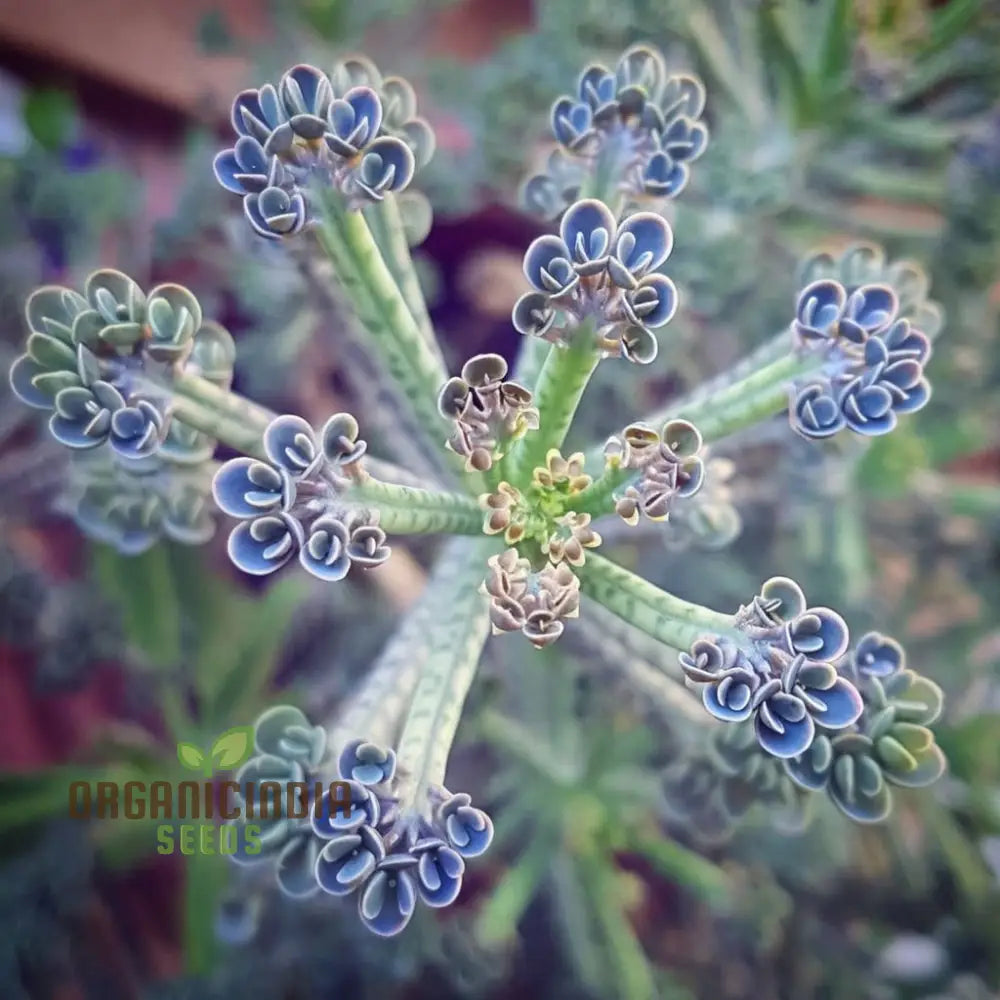 Dark Blue Kalanchoe Flower Plant Seeds Stunning Deep Succulents Vibrant Garden Easy-To-Growing