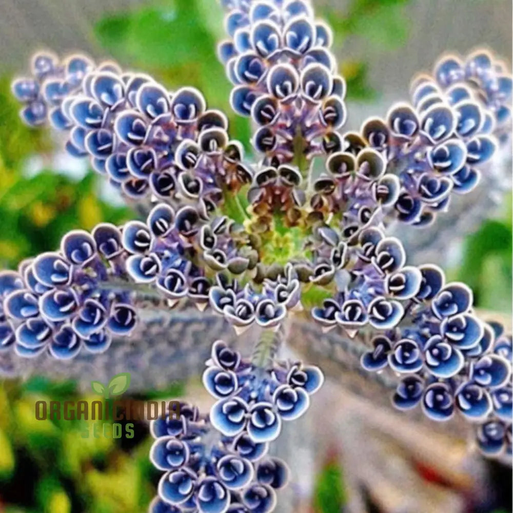 Dark Blue Kalanchoe Flower Plant Seeds Stunning Deep Succulents Vibrant Garden Easy-To-Growing