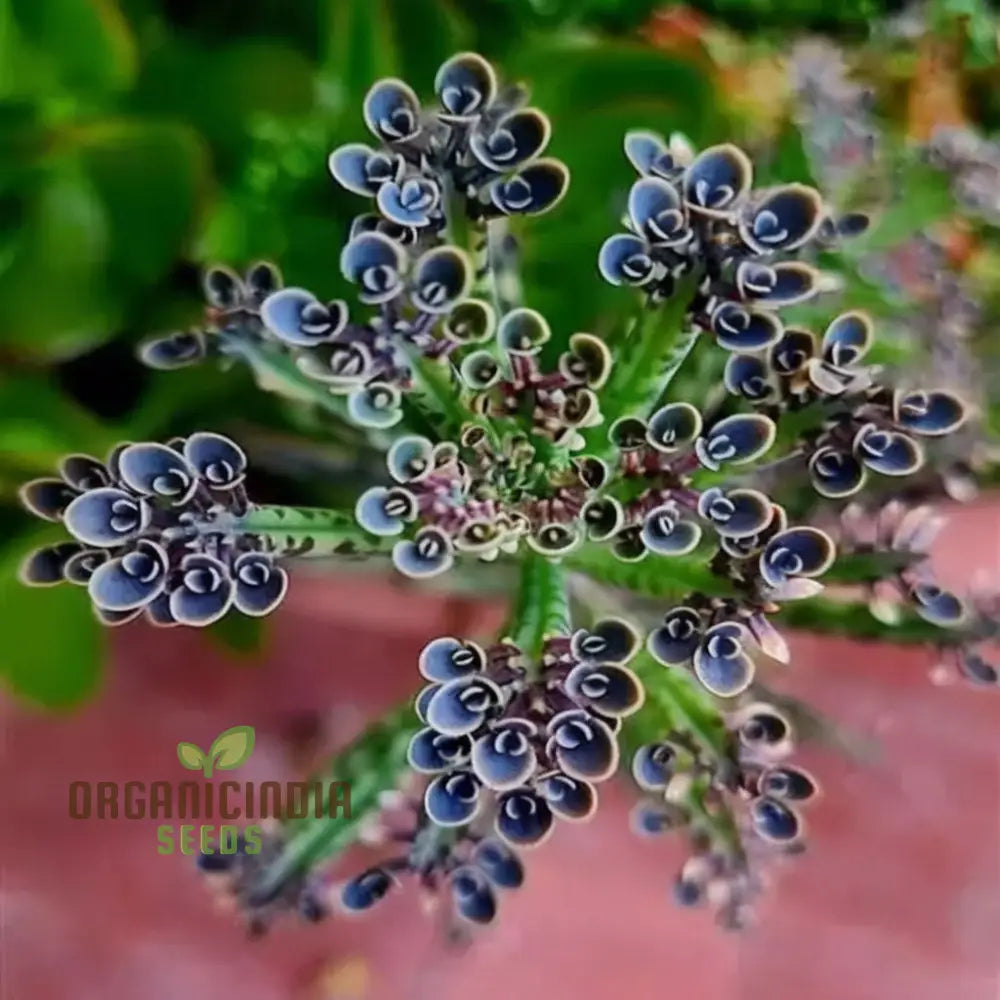 Dark Blue Kalanchoe Flower Plant Seeds Stunning Deep Succulents Vibrant Garden Easy-To-Growing