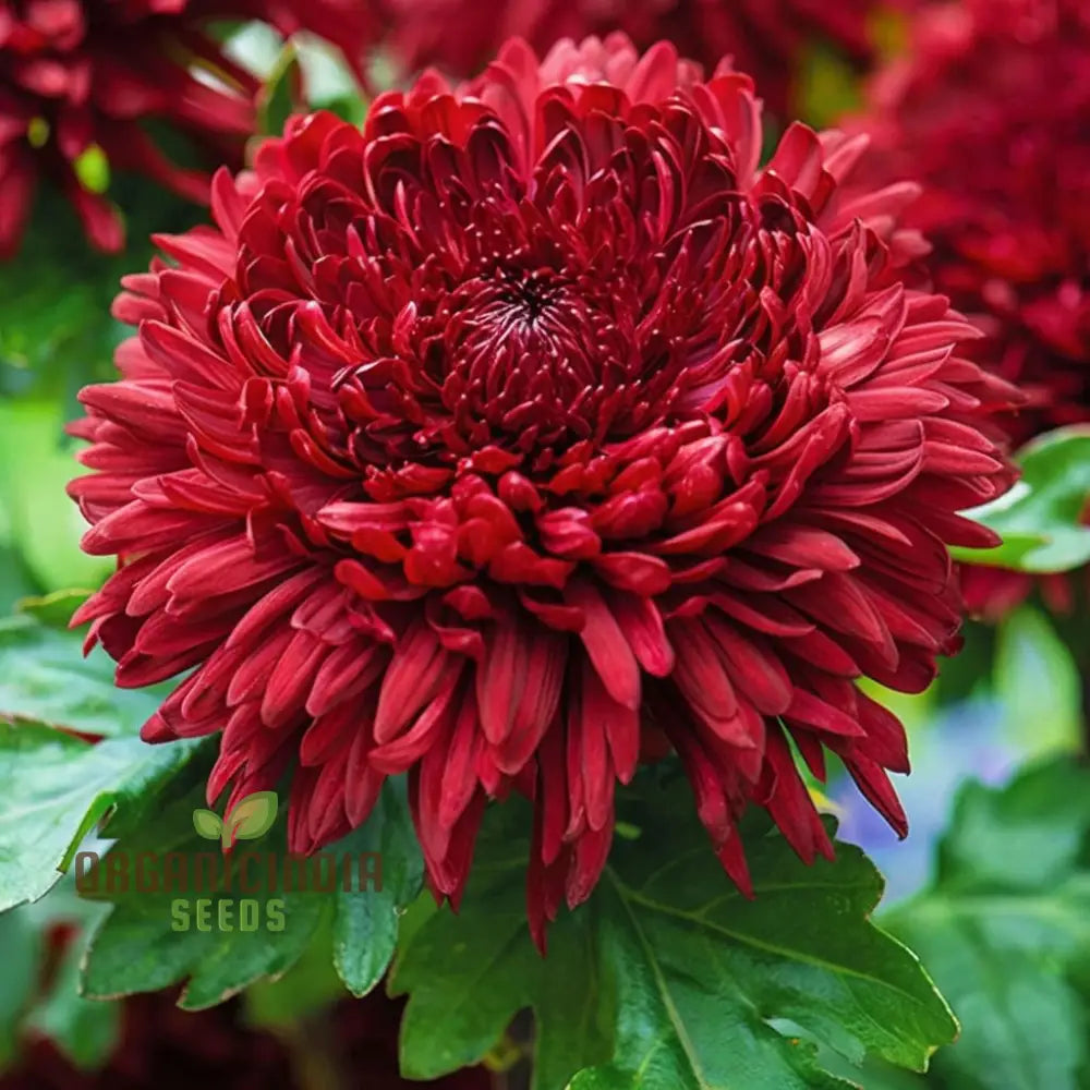 Dark Red Chrysanthemum Flower Seeds Vibrant Blooms Easy To Grow Stunning Addition Your Garden Seeds