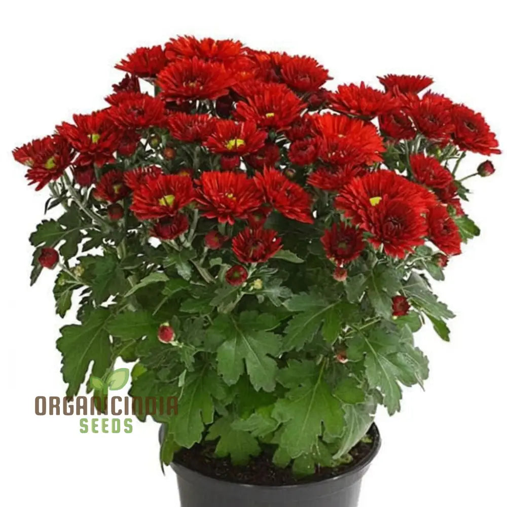 Dark Red Chrysanthemum Flower Seeds Vibrant Blooms Easy To Grow Stunning Addition Your Garden Seeds