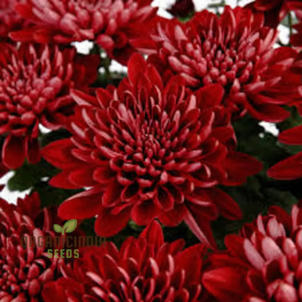 Dark Red Chrysanthemum Flower Seeds Vibrant Blooms Easy To Grow Stunning Addition Your Garden Seeds