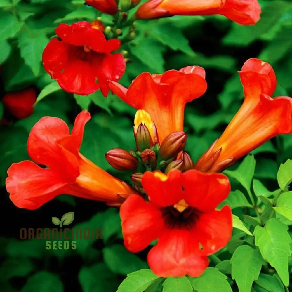 Dark Red Hummingbird Trumpet Vine Seeds - Attract Hummingbirds With Dramatic Blooms