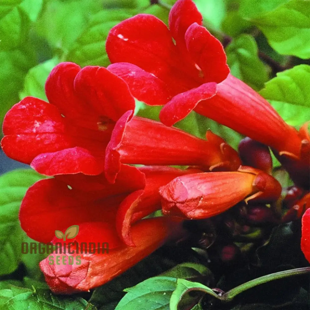 Dark Red Hummingbird Trumpet Vine Seeds - Attract Hummingbirds With Dramatic Blooms