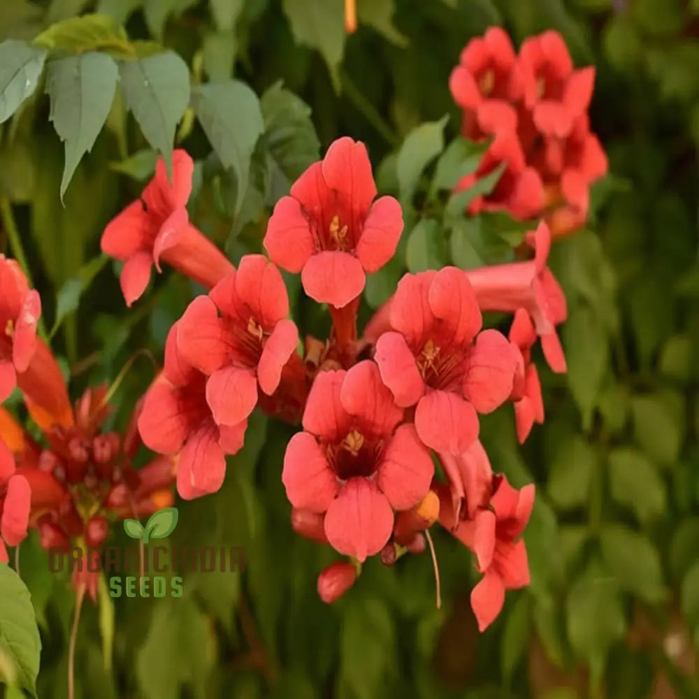 Dark Red Hummingbird Trumpet Vine Seeds - Attract Hummingbirds With Dramatic Blooms