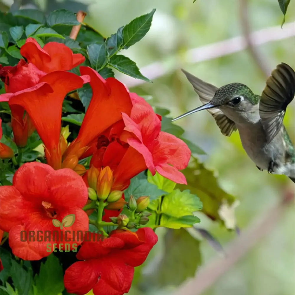 Dark Red Hummingbird Trumpet Vine Seeds - Attract Hummingbirds With Dramatic Blooms