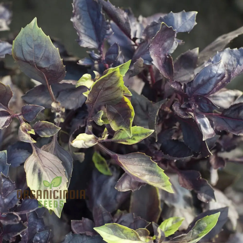 Dark Red Opal Basil Herbs Seeds Organic Heirloom Herb For Vibrant Culinary Gardens