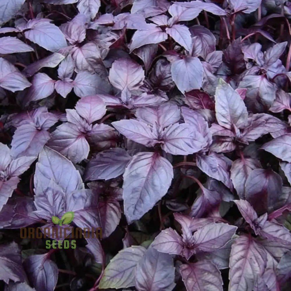 Dark Red Opal Basil Herbs Seeds Organic Heirloom Herb For Vibrant Culinary Gardens