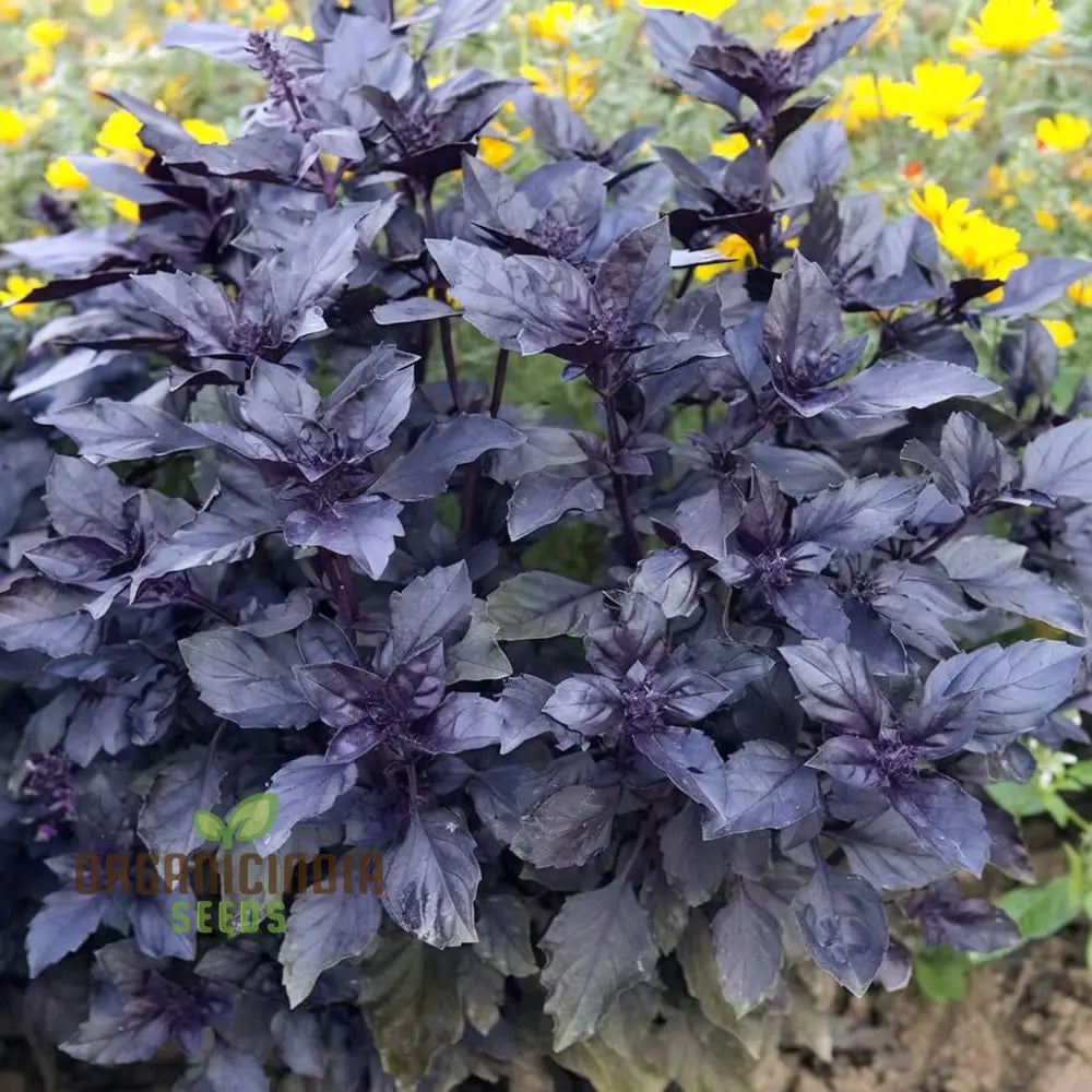 Dark Red Opal Basil Herbs Seeds Organic Heirloom Herb For Vibrant Culinary Gardens