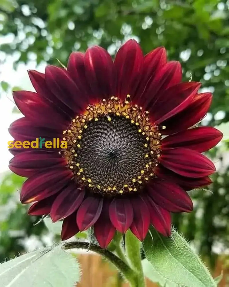 Dark Red Sunflower Seeds: Perfect For Your Garden Planting Flower Seeds