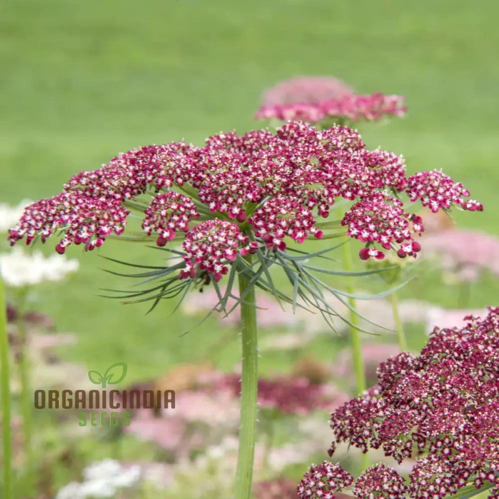 Daucus Carota Dara Seeds - Cultivate Exquisite And Colorful Carrot Flowers In Your Garden