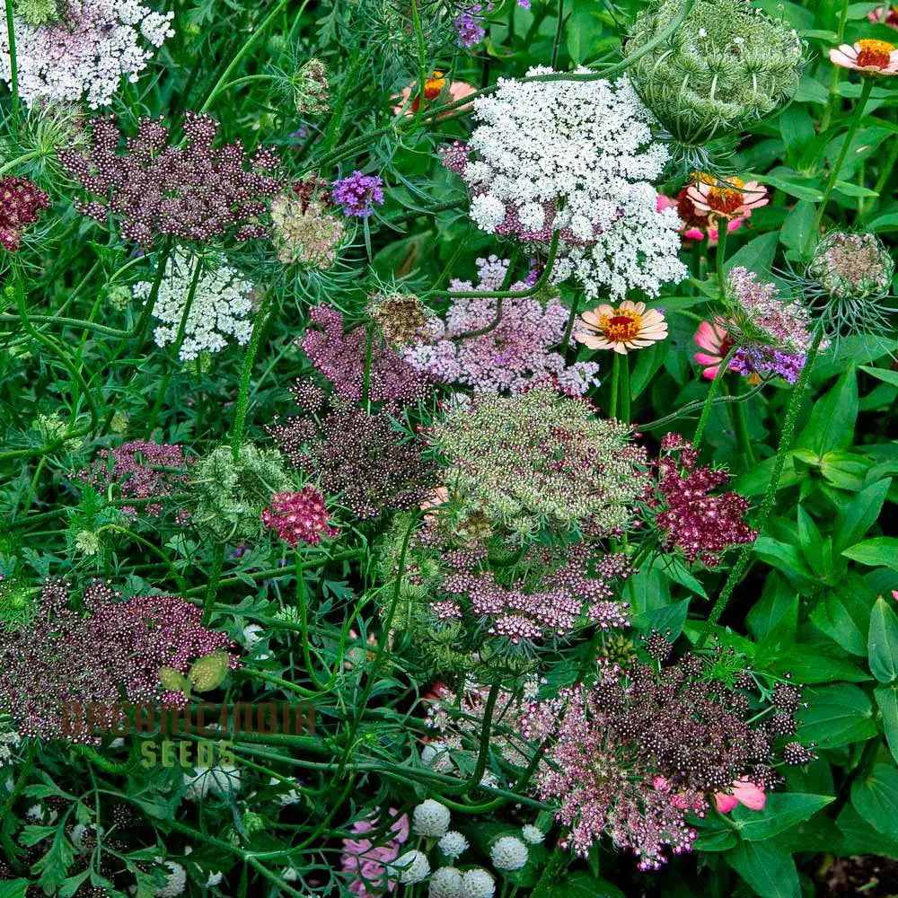 Daucus Carota Dara Seeds - Cultivate Exquisite And Colorful Carrot Flowers In Your Garden