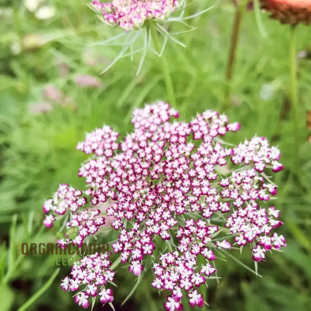 Daucus Carota Dara Seeds - Cultivate Exquisite And Colorful Carrot Flowers In Your Garden