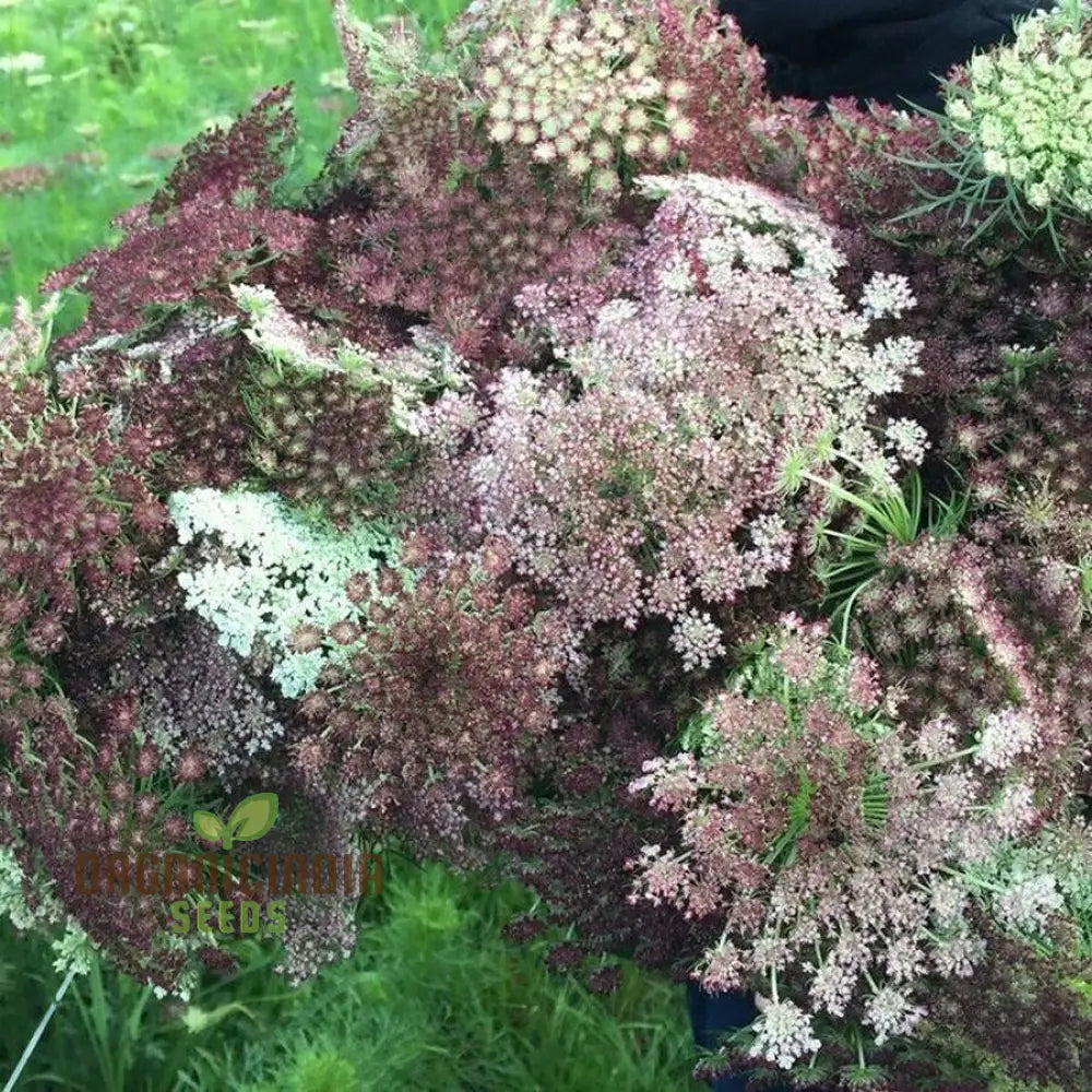 Daucus Carota Dara Seeds: Elevate Your Gardening Experience With Stunning Multi-Colored Queen