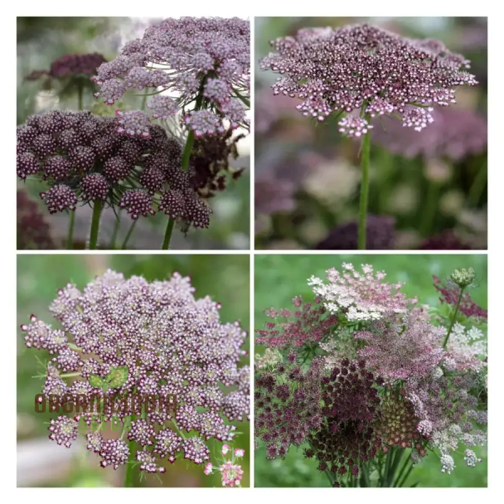 Daucus Carota Dara Seeds: Elevate Your Gardening Experience With Stunning Multi-Colored Queen