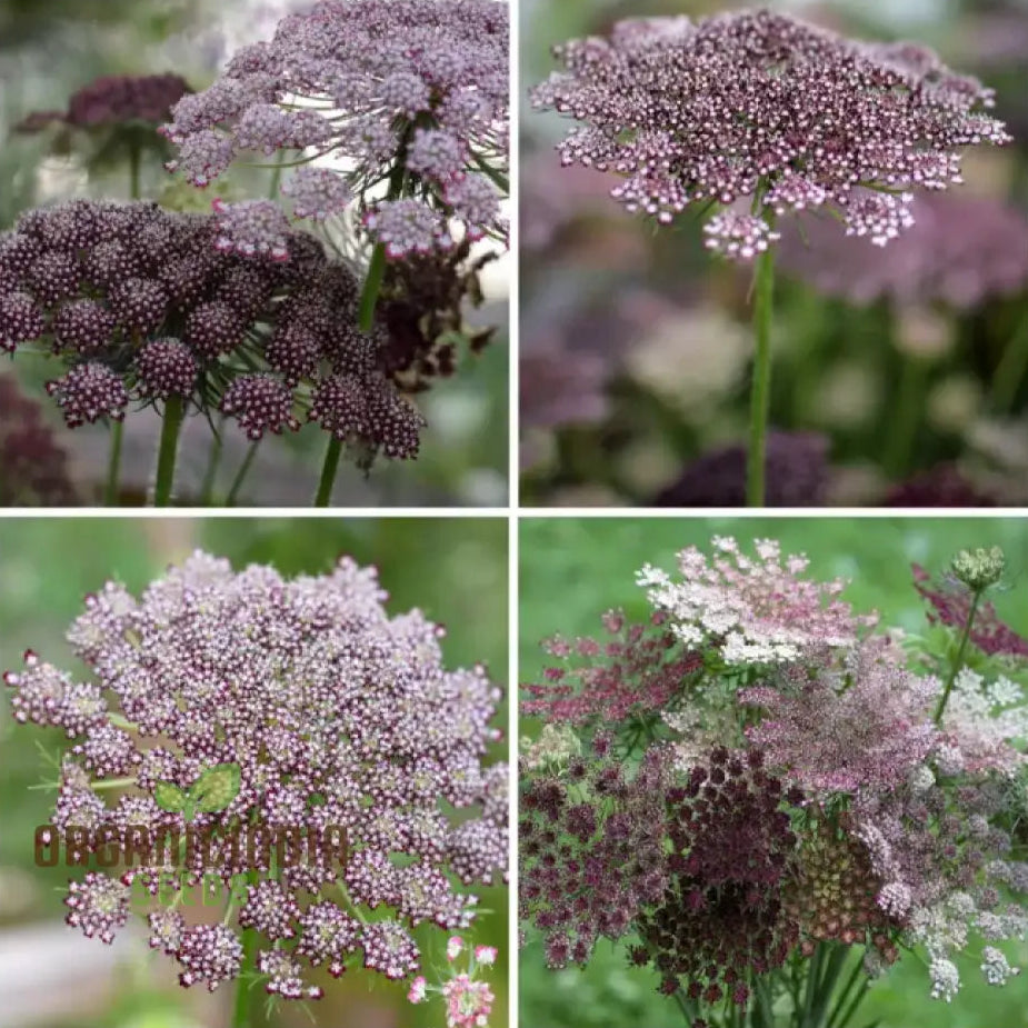 Daucus Carota Dara Seeds: Elevate Your Gardening Experience With Stunning Multi-Colored Queen