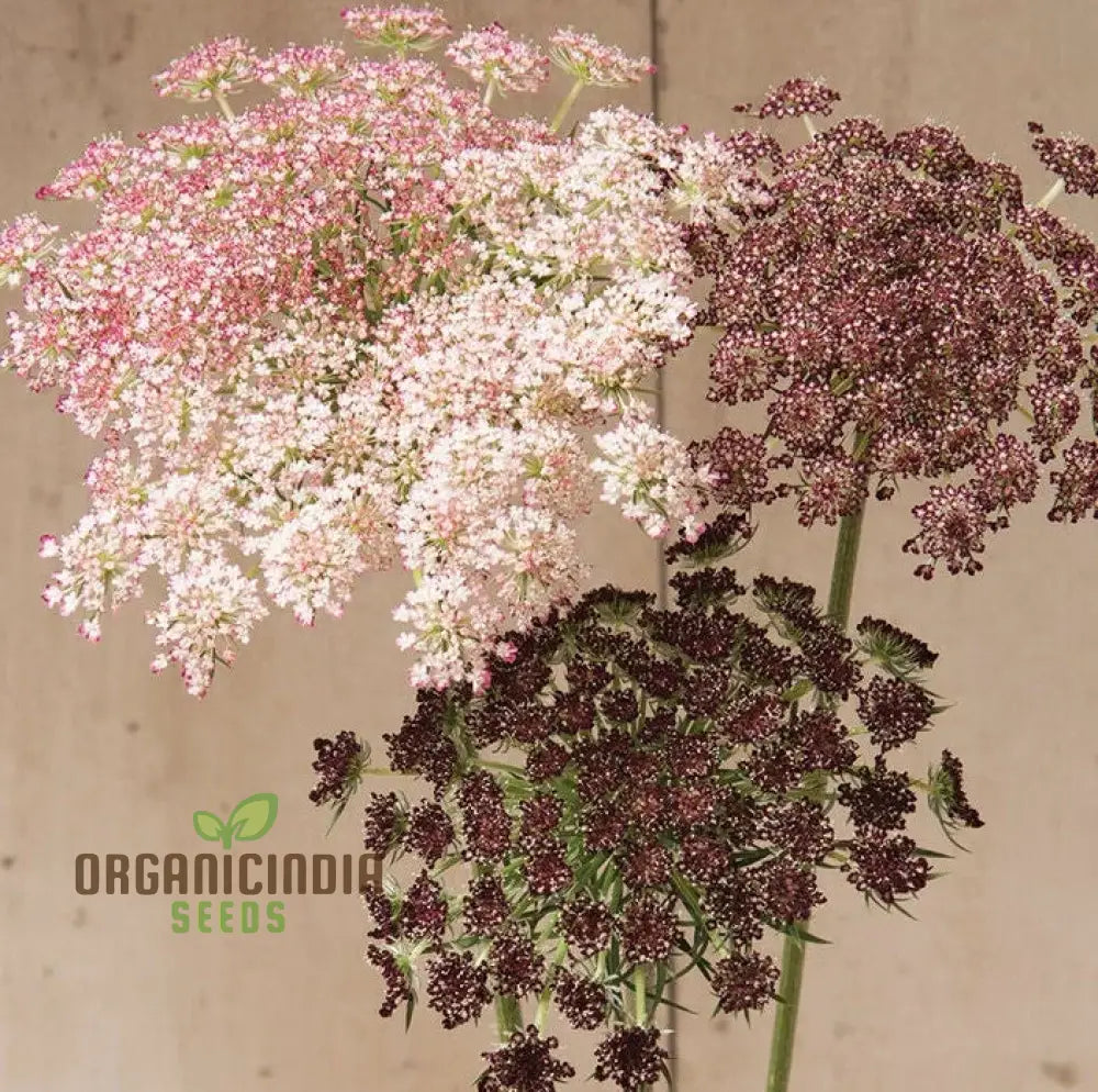 Daucus Carota Dara Seeds: Elevate Your Gardening Experience With Stunning Multi-Colored Queen