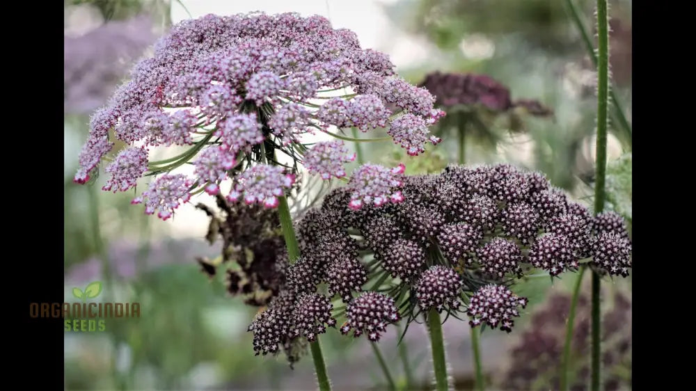 Daucus Carota Dara Seeds: Elevate Your Gardening Experience With Stunning Multi-Colored Queen