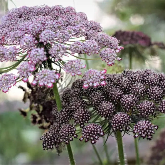 Daucus Carota Dara Seeds: Elevate Your Gardening Experience With Stunning Multi-Colored Queen