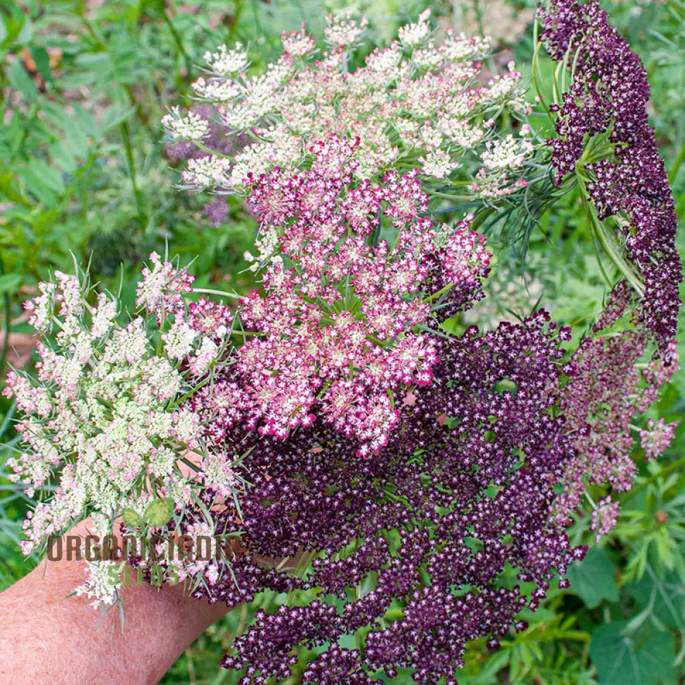 Daucus Carota Dara Seeds: Elevate Your Gardening Experience With Stunning Multi-Colored Queen