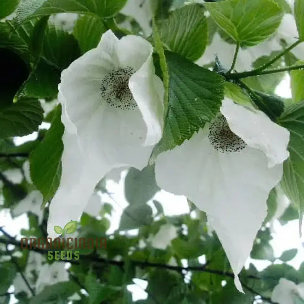 Davidia Involucrata Tree Seeds - Ideal For Gardening Enthusiasts Enhance Your Garden With These