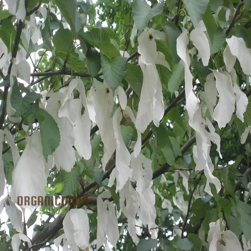 Davidia Involucrata Tree Seeds - Ideal For Gardening Enthusiasts Enhance Your Garden With These