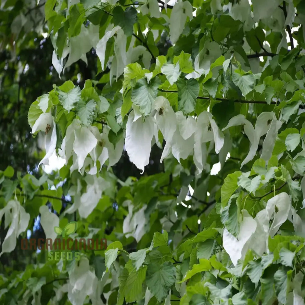 Davidia Involucrata Tree Seeds - Ideal For Gardening Enthusiasts Enhance Your Garden With These