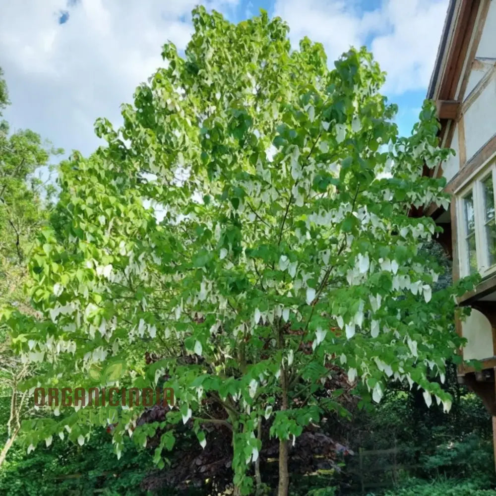 Davidia Involucrata Tree Seeds - Ideal For Gardening Enthusiasts Enhance Your Garden With These