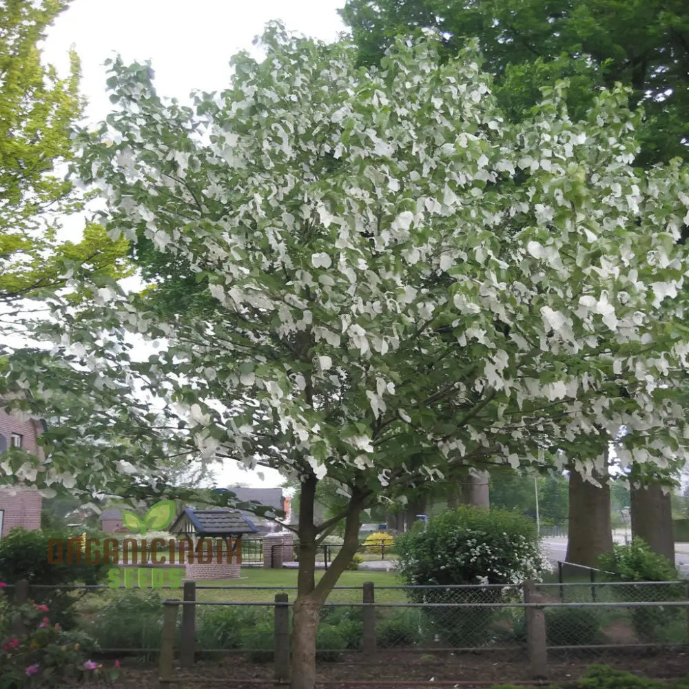 Davidia Involucrata Tree Seeds - Ideal For Gardening Enthusiasts Enhance Your Garden With These