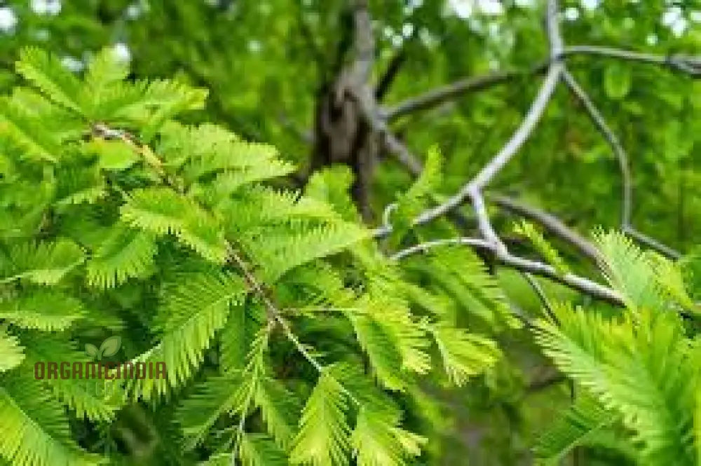 Dawn Redwood Seeds - Metasequoia Glyptostroboides For Planting In Gardens | Rare Tree