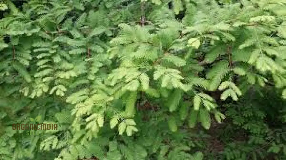 Dawn Redwood Seeds - Metasequoia Glyptostroboides For Planting In Gardens | Rare Tree