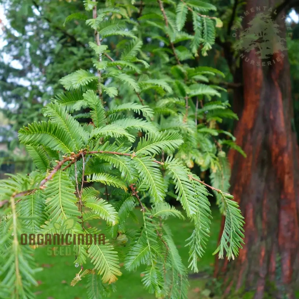 Dawn Redwood Seeds - Metasequoia Glyptostroboides For Planting In Gardens | Rare Tree