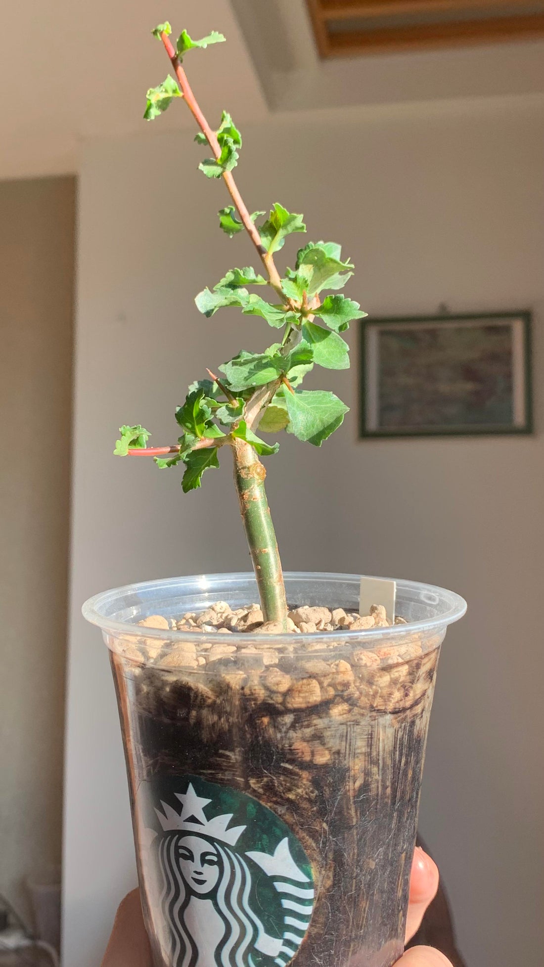 Commiphora Wightii Guggul Myrrh Tree Seeds, cultivez votre propre oasis médicinale