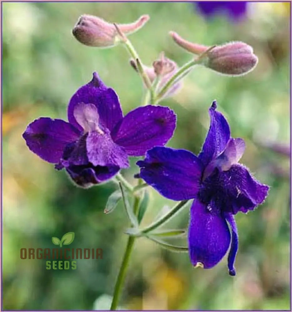 Delphinium Menziesii Flower Seeds For Planting Cultivate Beauty In Your Garden