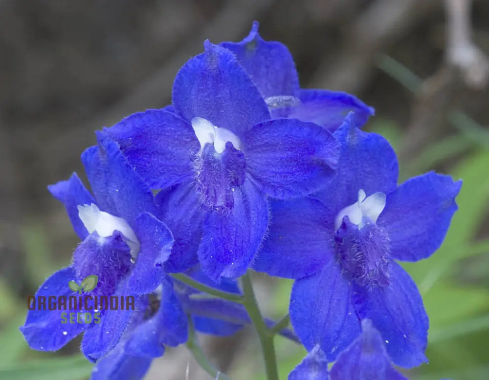 Delphinium Menziesii Flower Seeds For Planting Cultivate Beauty In Your Garden