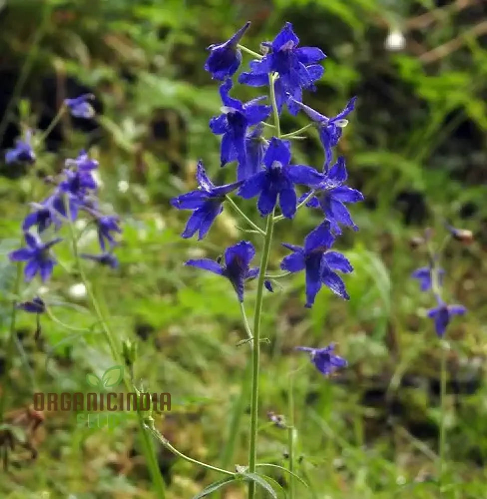 Delphinium Menziesii Flower Seeds For Planting Cultivate Beauty In Your Garden