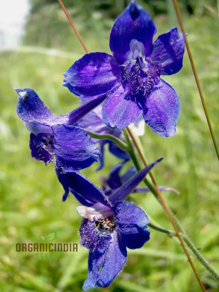 Delphinium Menziesii Flower Seeds For Planting Cultivate Beauty In Your Garden