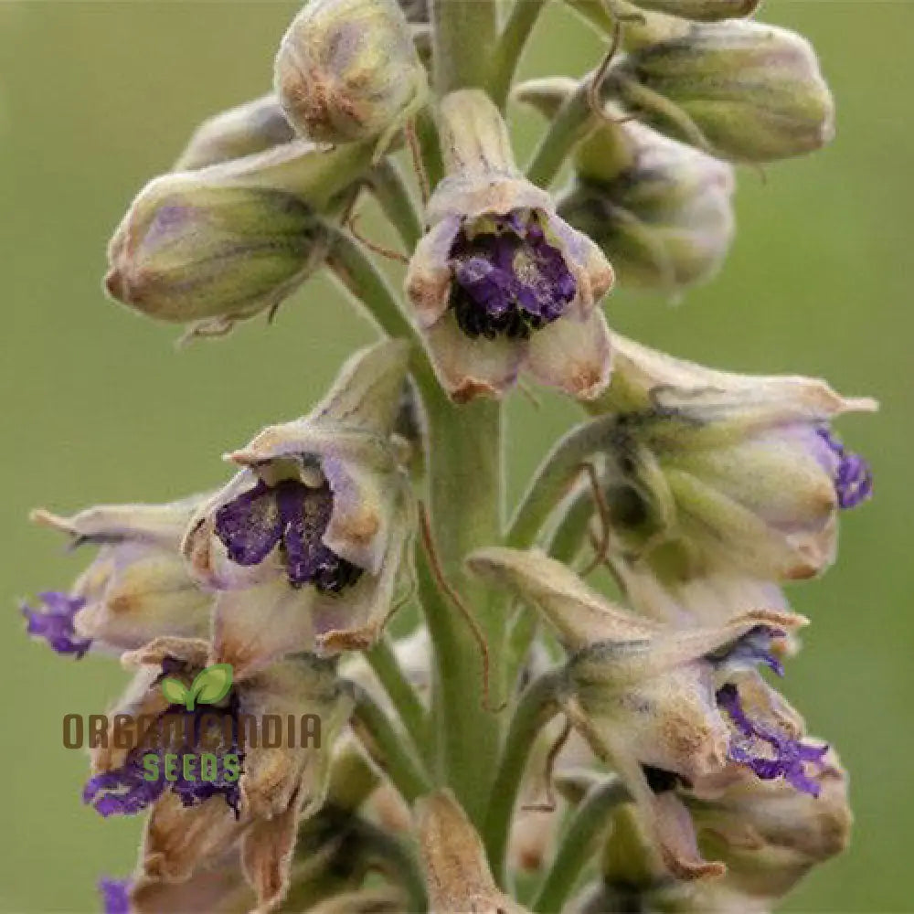 Delphinium Novo Mexicanum Flower Seeds For Planting Grow Elegance In Your Garden