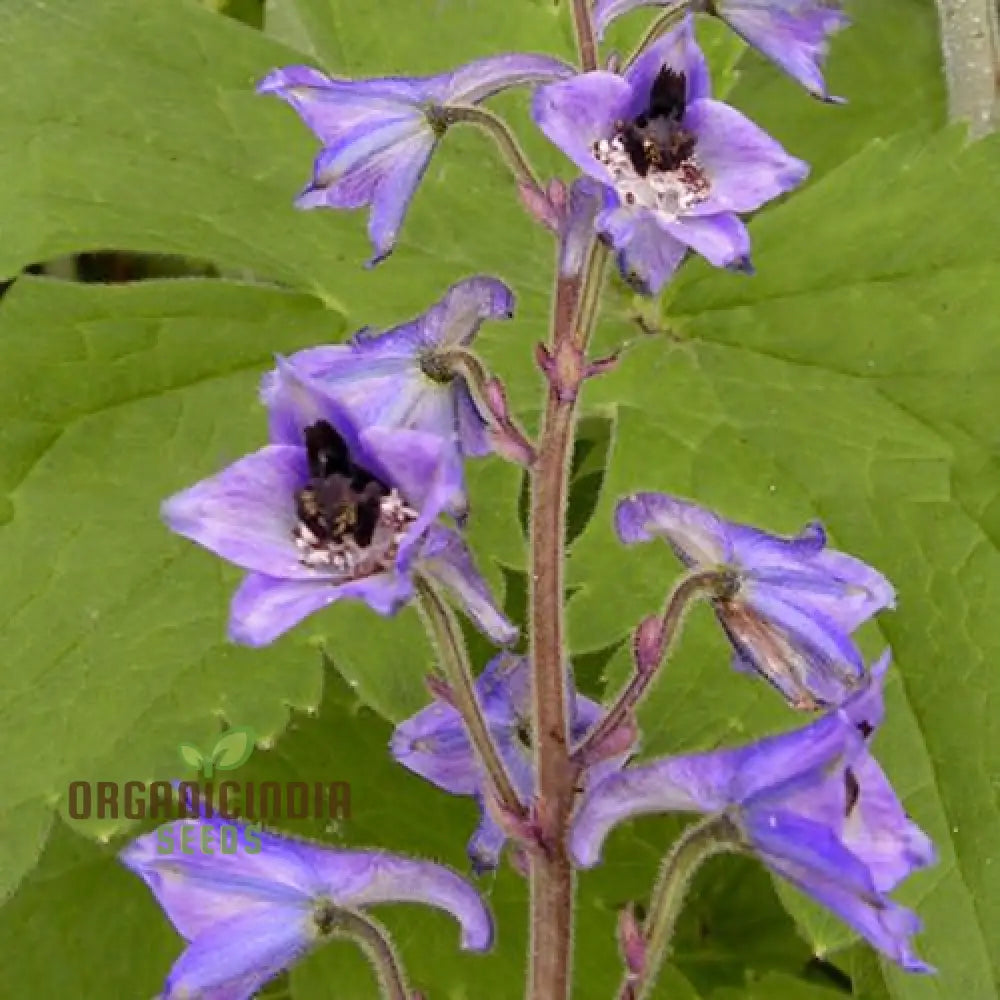 Delphinium Novo Mexicanum Flower Seeds For Planting Grow Elegance In Your Garden