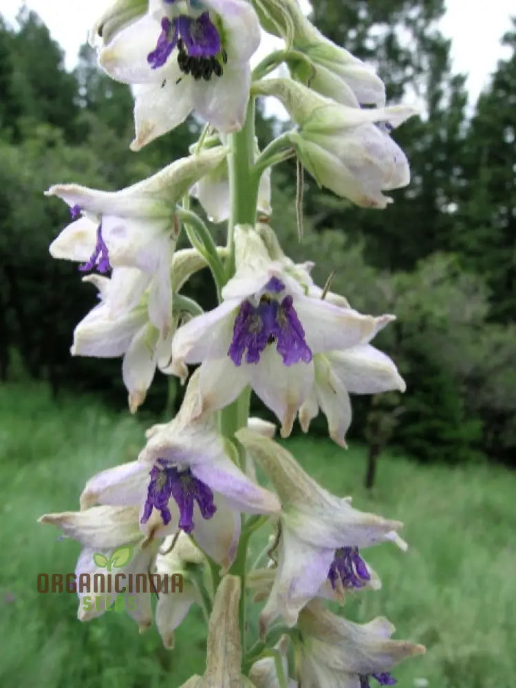 Delphinium Novo Mexicanum Flower Seeds For Planting Grow Elegance In Your Garden