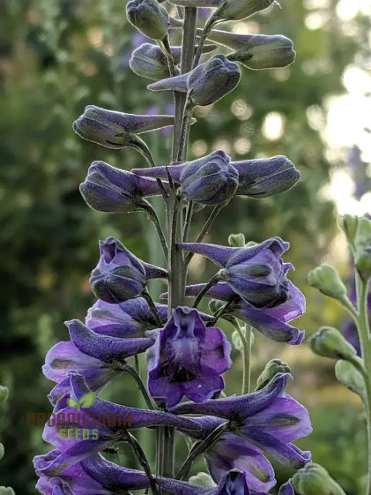 Delphinium Novo Mexicanum Flower Seeds For Planting Grow Elegance In Your Garden