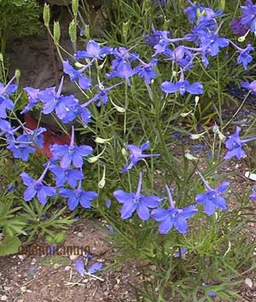 Delphinium Pylzowii Flower Seeds For Planting Stunning Addition To Your Garden