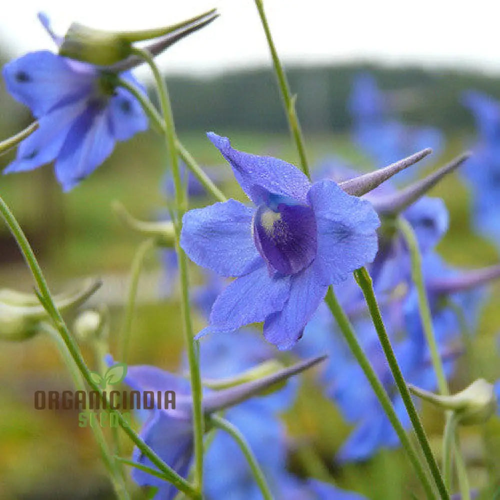 Delphinium Pylzowii Flower Seeds For Planting Stunning Addition To Your Garden