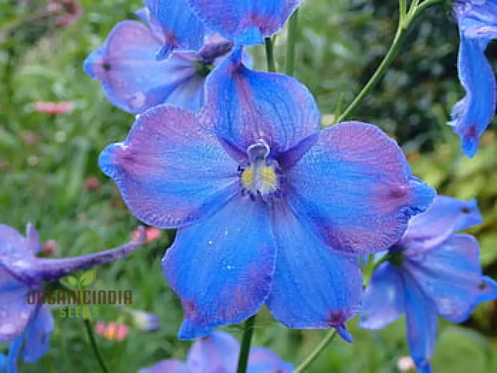 Delphinium Pylzowii Flower Seeds For Planting Stunning Addition To Your Garden