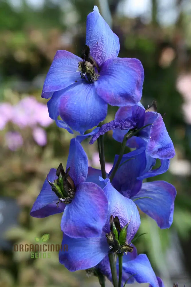 Delphinium Pylzowii Flower Seeds For Planting Stunning Addition To Your Garden